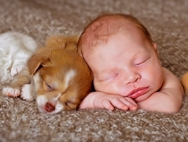 Image result for puppies with babies