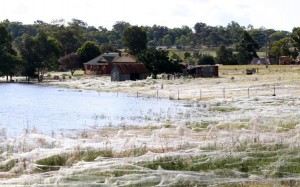 spider-fields-australian-floods