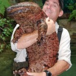 BB-Japanese-Giant-Salamander