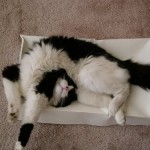 funniest-sleeping-cats20