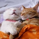 funniest-sleeping-cats21