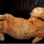 funniest-sleeping-cats9