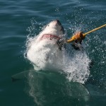 Great white shark, “say cheese”