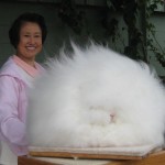 amazing-animals-Angora-Rabbit-7