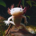 amazing-animals-Axolotl-10