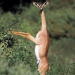 amazing-animals-The-Gerenuk-6