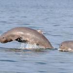 amazing-animals-irrawaddy-dolphin-3