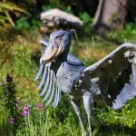 amazing-animals-shoebill-stork-14