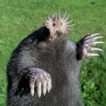 amazing-animals-star-nosed-mole-8