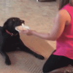 hilarious-gif-videos12