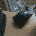 hilarious-gif-videos13