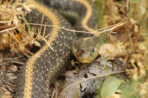 Santa Cruz Gartersnake (Thamnophis atratus atratus) being bitten by Western mound building ant (Formica sp., Rufa group). The snake flinched at every bite and tried to dislodge the ants, but finally took off at speed.