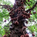 craziest-trees-cannonball_tree1