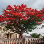 craziest-trees-flamboyant_tree0