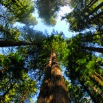 craziest-trees-giant-redwoods3