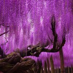 craziest-trees-japanese-wisteria-4