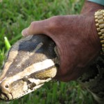 florida-police-capture-python