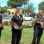 floriday-burmese_python_captured