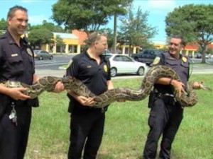 floriday-burmese_python_captured