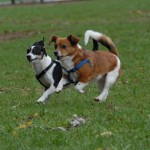 Paws for a Cause: Gulfport’s Pet Mayor Election Benefits Local Animal Rescue