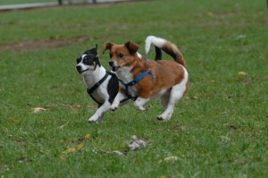 new-dog-park-in-rock-hill