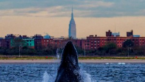 A whale surfaces with the Empire State Building in the background. ARTIE RASLICH/CBS NEWS