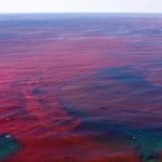 Red-tide-bloom-in-florida