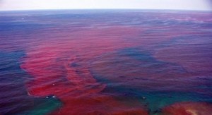 Red-tide-bloom-in-florida