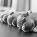 cutest-puppies-ever5