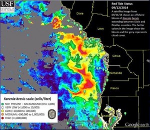 floridas-largest-red-tide-bloom