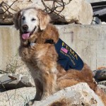 last-surviving-rescue-dog-from-911