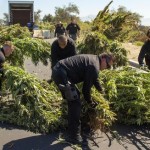 Over 3,600 Marijuana Plants Destroyed By Local Bakersfield Police