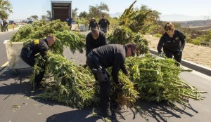 thousands-of-marijuana-plants-destroyed-in-bakersfield