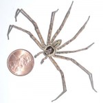 biggest-spider-in-the-world-6