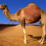 hunting-camels-is-illigal