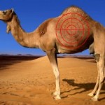 hunting-camels-is-illigal