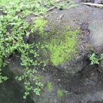 cool-moss-DIY-project1