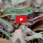 new-frog-species-discovered-in-new-york-city