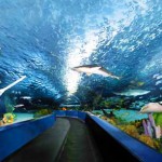 New $10 Million Aquarium Is Now Planned For Albany Region