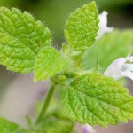 lemon-balm-att-jess_1