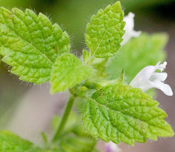 lemon-balm-att-jess_1