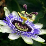 passion_flower_natural-anxiety-cures