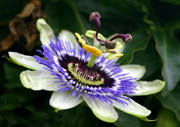 passion_flower_natural-anxiety-cures