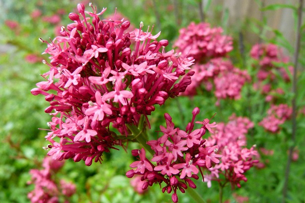 red-valerian-cure-for-anxiety