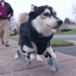 Dog Runs For First Time In His Life With 3-D-Printed Legs