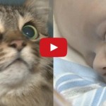Homeless Cat Saves Baby From Freezing To Death