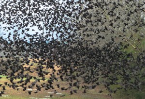 murder of crows in bluefield