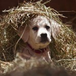 Top 10 Superbowl Commercials of 2015