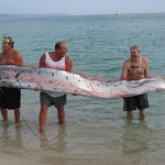 giant-oarfish (1)