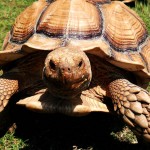 50-pound African Spur Thigh Tortoise Was Just Captured in Savannah